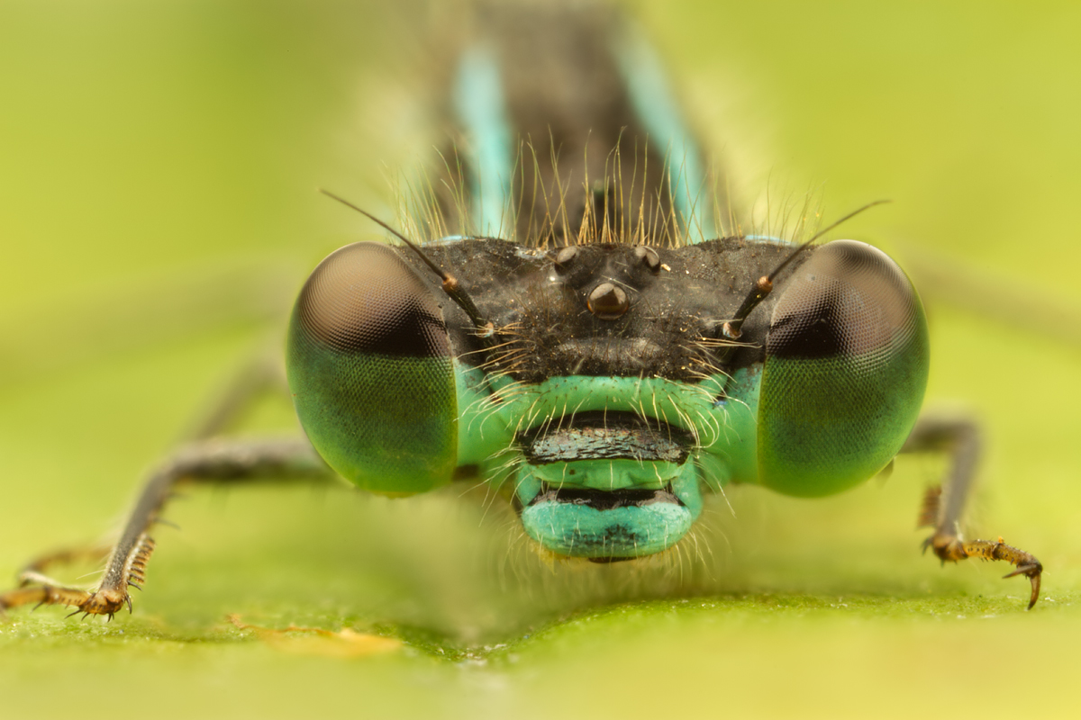 Blue-Tailed Damselfly 2